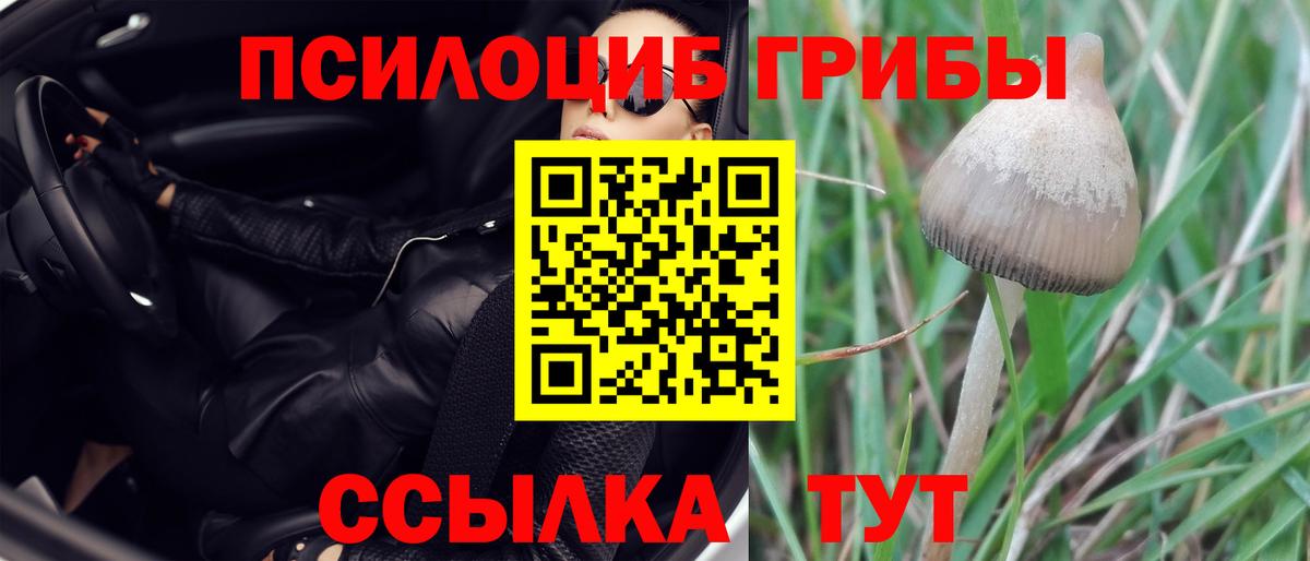Галлюциногенные грибы Psilocybe Мыски